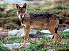 QUERCUS E FAPAS CRITICAM PRAZO PARA CONCRETIZAR PLANO DE AÇÃO DE PROTEÇÃO DO LOBO