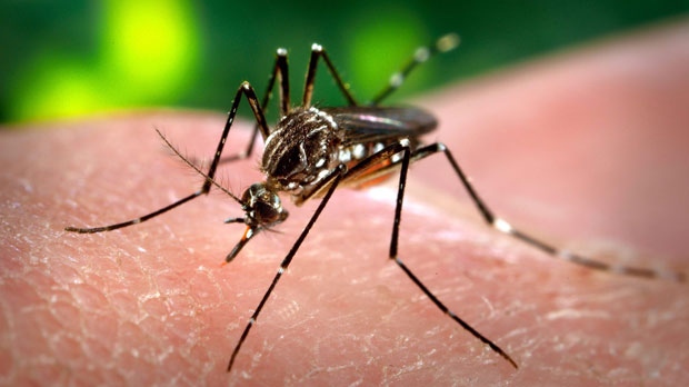 Foto de arquivo. (Centers for Disease Control and Prevention)