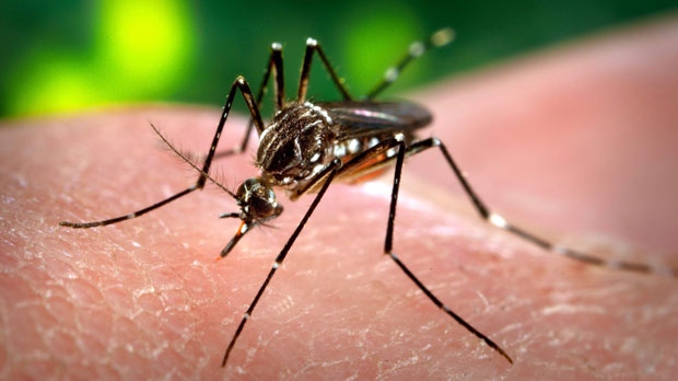(The Canadian Press/AP - Centers for Disease Control and Prevention - James Gathany)