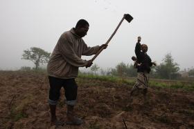 CAMPONESES ANGOLANOS QUEIXAM-SE DA DESTRUIÇÃO DE HECTARES DE CULTIVO POR ELEFANTES