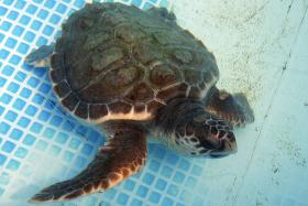 UMA CENTENA DE TARTARUGAS CAPTURADAS EM CABO VERDE DESDE JULHO