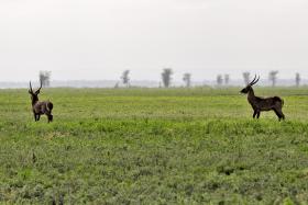 GOVERNO MOÇAMBICANO ESTENDE POR MAIS 25 ANOS CONTRATO DE GESTÃO DO PARQUE DA GORONGOSA