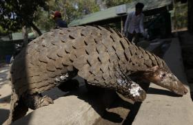 COMÉRCIO INTERNACIONAL DE PANGOLINS PROIBIDO POR CONVENÇÃO INTERNACIONAL