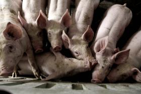 SUBSTITUIR CARNE  POR PROTEÍNA VEGETAL É OPÇÃO PARA 45% DOS PORTUGUESES – INQUÉRITO