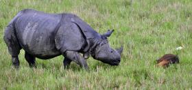 ÁFRICA DO SUL REDUZ CAÇA FURTIVA DE RINOCERONTES EM QUASE 12%