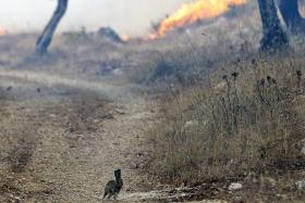 FOGO EM SOURE CONSUMIU 1.400 HECTARES E AFETOU PASTAGENS E OLIVAIS