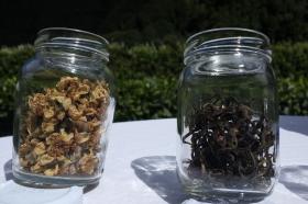 CHÁ BRANCO DOS AÇORES DESPERTA INTERESSE DE APRECIADORES DE TODO O MUNDO