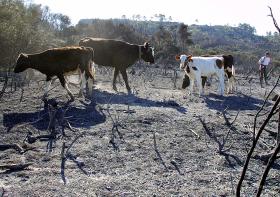 GOVERNO DISPONÍVEL PARA APOIAR COMBATE À FALTA DE ÁGUA PARA GADO – AGRICULTORES