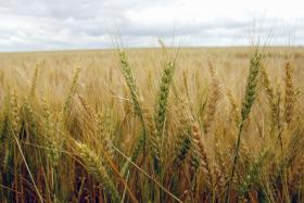 ENCOMENDAS DE FARINHA DE TRIGO TENTAM BAIXAR PREÇO DO PÃO EM LUANDA