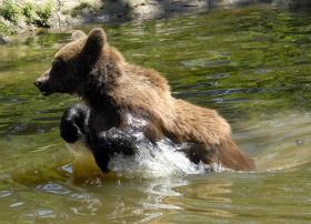 ROMÉNIA DEIXA DE SER COTADA DE CAÇA DA EUROPA PARA URSOS, LOBOS E LINCES