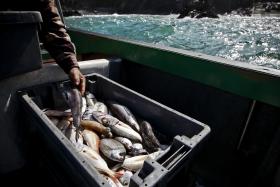 BRUXELAS PROPÕE SUBIDA NA PESCA DE TAMBORIL E CORTES NA PESCADA PARA 2017