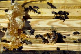 EUCALIPTOS E INCÊNDIOS AMEAÇAM MEL CERTIFICADO DA SERRA DA LOUSÃ