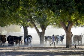 ANGOLA COM DIFICULDADES PARA IMPORTAR RAÇÃO E FOMENTAR PRODUÇÃO AQUÍCOLA