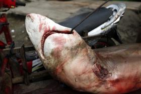 CITES REFORÇOU PROTEÇÃO DE ESPÉCIES AMEAÇADAS