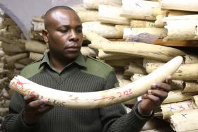 NAMÍBIA E ZIMBABUÉ PROIBIDOS DE VENDEREM MARFIM DE ELEFANTES NO ESTRANGEIRO