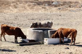 FALTA DE ÁGUA PARA GADO DESESPERA AGRICULTORES DO BAIXO ALENTEJO