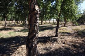 CORTICEIRA AMORIM AVANÇA COM 500 HECTARES DE MONTADO DE REGADIO ESTE ANO
