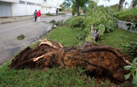 TORNADOS ARRANCARAM CENTENAS DE ÁRVORES EM EXPLORAÇÕES AGRÍCOLAS DO ALENTEJO