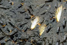 CÂMARA DO MARCO NEGA RESPONSABILIDADE NA DESCARGA DE EFLUENTES NOS RIOS