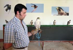 UNESCO VAI DECIDIR SE FALCOARIA EM PORTUGAL É PATRIMÓNIO DA HUMANIDADE