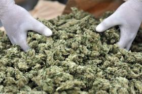 PJ DESMANTELOU PLANTAÇÃO INDUSTRIAL DE CANNABIS NA REGIÃO DE LISBOA