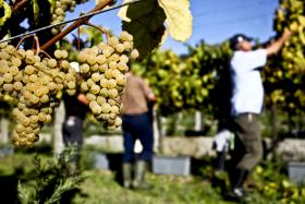 PRODUÇÃO DE VINHO VERDE CAI 20% EM 2016 MAS QUALIDADE DEVE SER A MELHOR DA DÉCADA