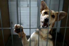 OE2017: GOVERNO ACEITA PROPOSTA DO PAN E DÁ 1 MILHÃO PARA CONSTRUÇÃO DE CANIS MUNICIPAIS