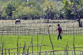BANCO MUNDIAL ANUNCIA 21 MILHÕES DE DÓLARES PARA DESENVOLVIMENTO AGRÍCOLA DE TIMOR-LESTE