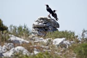 PORTUGAL DESPERDIÇA FUNDOS EUROPEUS PARA CONSERVAÇÃO DA NATUREZA – AMBIENTALISTAS
