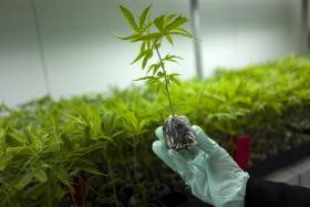 DENVER TORNA-SE PRIMEIRA CIDADE EUA A PERMITIR MARIJUANA EM BARES E RESTAURANTES
