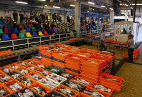 DOCAPESCA DIZ QUE VENDA DIRETA DE PESCADO ANTES DE ENTRAR EM LOTA É LEGAL