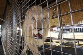 ATIVISTAS ALERTAM PARA MAUS-TRATOS ANIMAIS, CIRCO DIZ QUE OS TRATA COM FESTINHAS