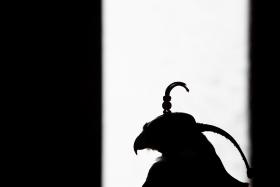 FALCOARIA PORTUGUESA CLASSIFICADA PELA PATRIMÓNIO CULTURAL IMATERIAL DA UNESCO