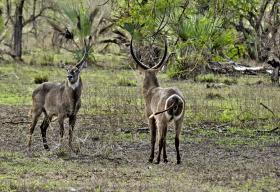 PARQUE DA GORONGOSA CONTINUA A REGISTAR RECUPERAÇÃO DA VIDA SELVAGEM