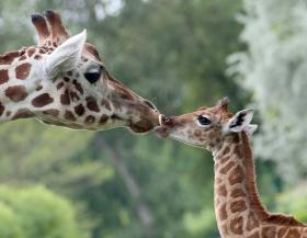 GIRAFAS ESTÃO A DESAPARECER E VULNERÁVEIS A EXTINÇAO, ALERTA ORGANISMO AMBIENTALISTA