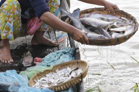 EMPRESA DE TRANSFORMAÇÃO DE PEIXE DESPEDE 300 TRABALHADORES EM CABO VERDE