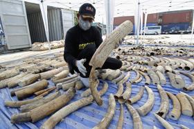 CHINA VAI PROIBIR COMÉRCIO DE MARFIM ATÉ FINAL DE 2017