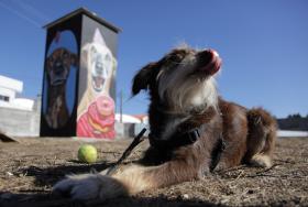 PAN CONGRATULA-SE COM NOVO ESTATUTO DOS ANIMAIS E LAMENTA LÓBI PECUÁRIO NA AR