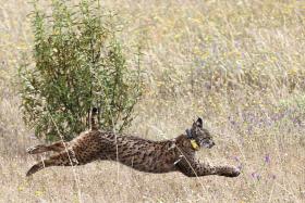 LINCE IBÉRICO É DAS ESPÉCIES COM MENOR DIVERSIDADE GENÉTICA DO MUNDO – CIENTISTAS