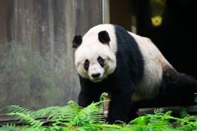 PANDA MAIS VELHO DO MUNDO MORRE AOS 31 ANOS NA CHINA
