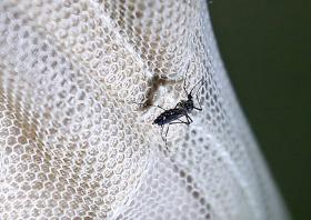 ZIKA: MAIS DE 50% DAS BRASILEIRAS NÃO QUEREM ENGRAVIDAR DEVIDO AO VÍRUS