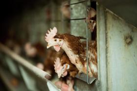 JAPÃO ABATE 210.000 AVES DE CAPOEIRA APÓS CASOS DETETADOS DE GRIPE AVIÁRIA