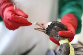 MAIS DE 924 MIL AVES ABATIDAS NO JAPÃO DEVIDO A SURTO DE GRIPE AVIÁRIA