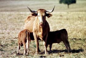 ASAE APREENDE MAIS DE 85 TONELADAS DE CARNE DE BOVINO EM ÍLHAVO