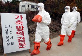 COREIA DO SUL ABATE MAIS DE 25 MILHÕES DE AVES DEVIDO A GRIPE AVIÁRIA