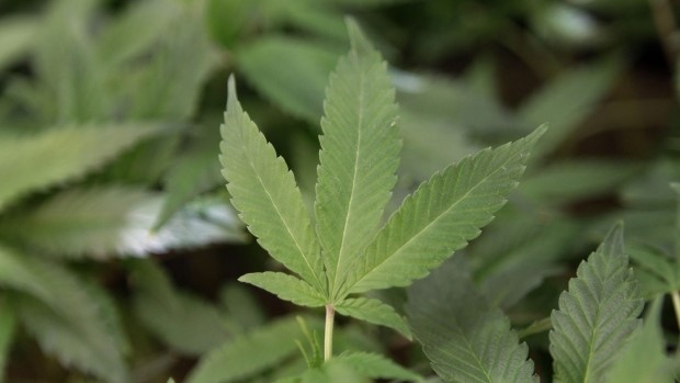 GRUPO DE TRABALHO RECOMENDA LEGALIZAR VENDA DE MARIJUANA PARA MAIORES DE 18 ANOS