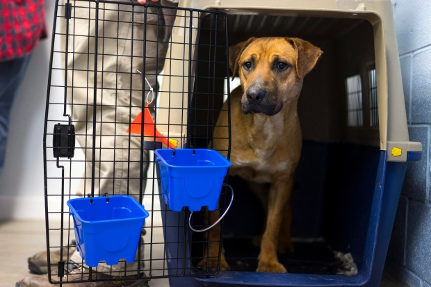 (Craig Ruttle/AP Images for Humane Society International)