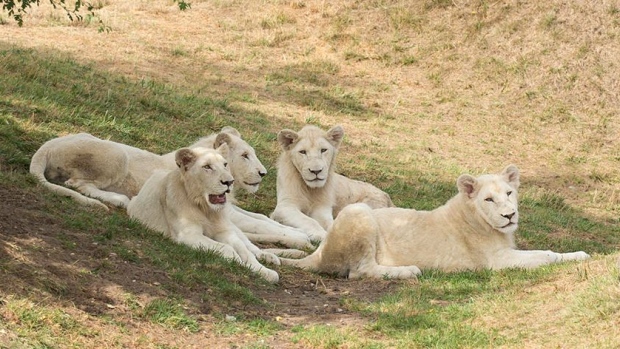 (Toronto Zoo)