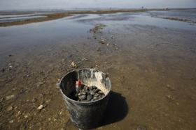 GNR APREENDE MAIS DE TRÊS TONELADAS DE PESCADO EM ALCOCHETE E PENICHE
