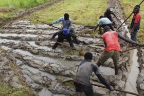 MILITARES DA GUINÉ-BISSAU COM DIFICULDADES PARA TIRAREM DO CAMPO ARROZ PRODUZIDO
